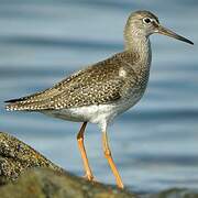 Common Redshank