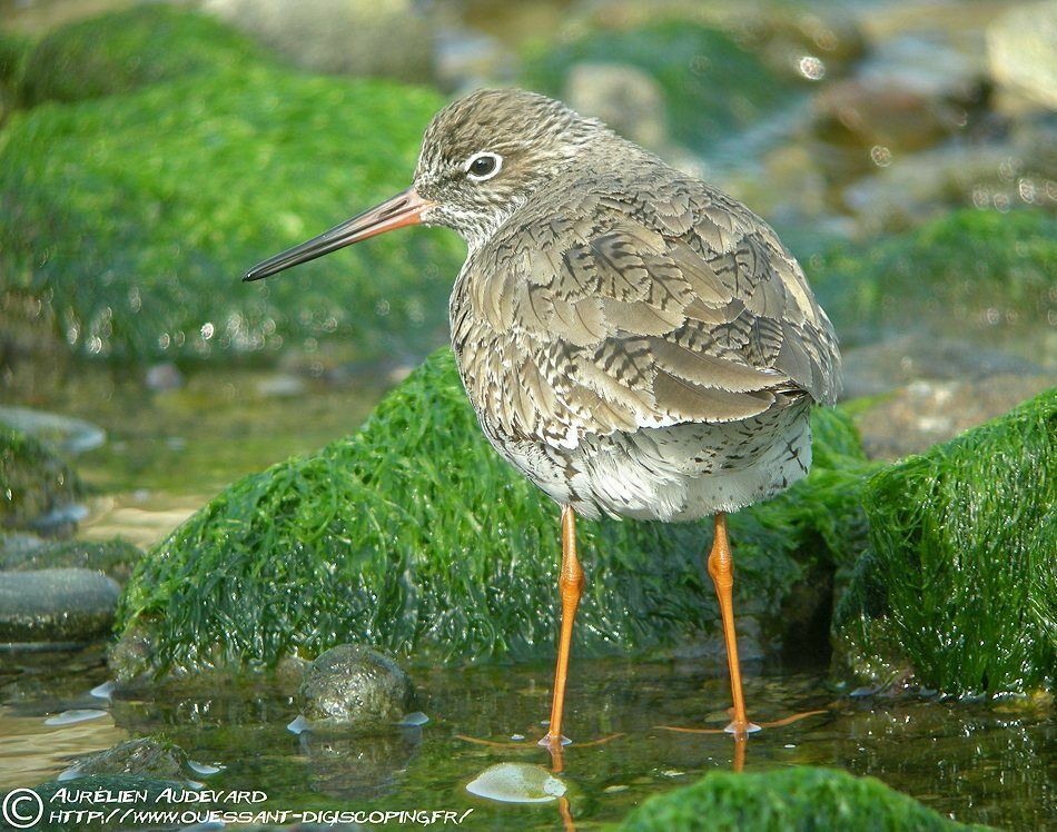 Common Redshank