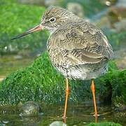 Common Redshank