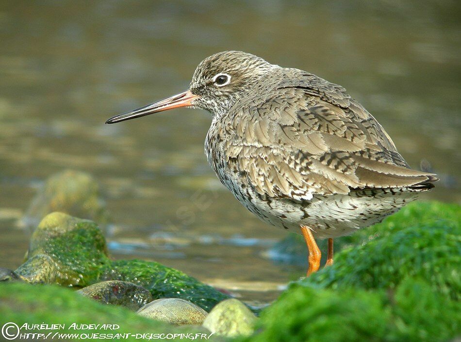 Common Redshank