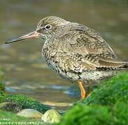 Common Redshank