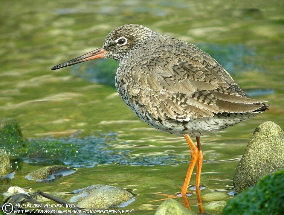 Common Redshankadult post breeding