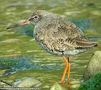 Common Redshank