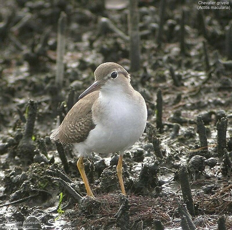 Spotted Sandpiper