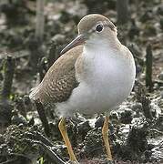 Spotted Sandpiper