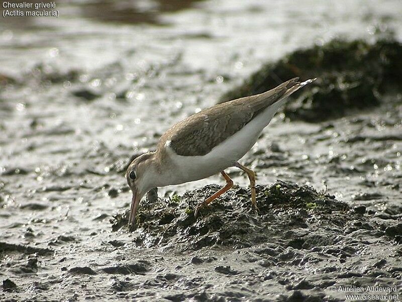 Spotted Sandpiper