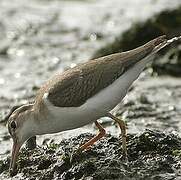 Spotted Sandpiper