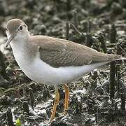 Spotted Sandpiper