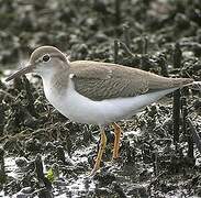 Spotted Sandpiper