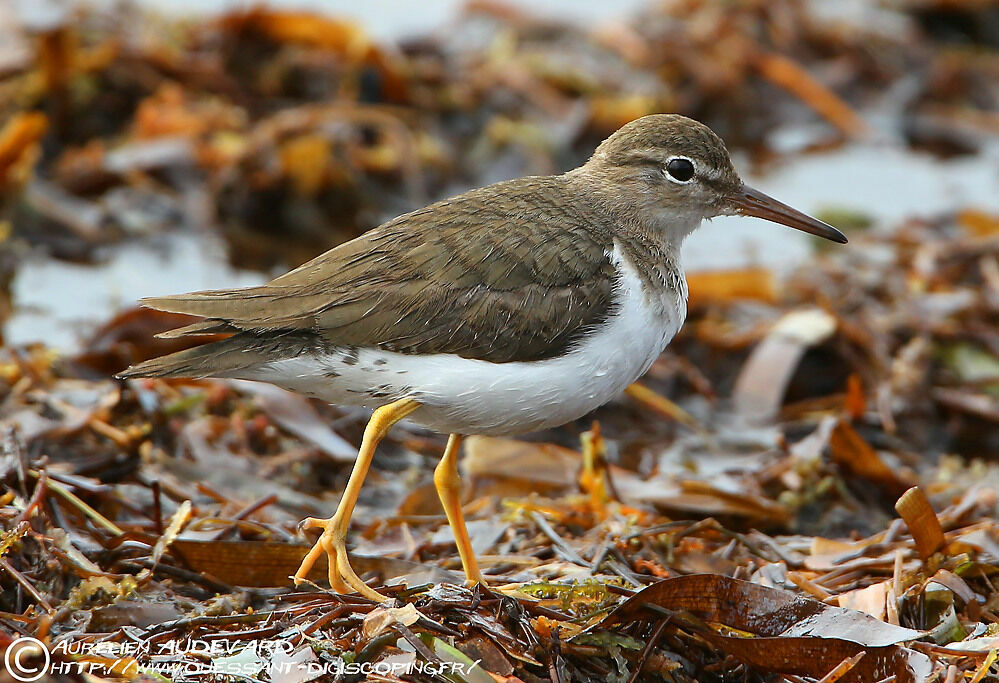 Chevalier grivelé, identification