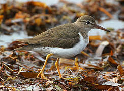 Spotted Sandpiper