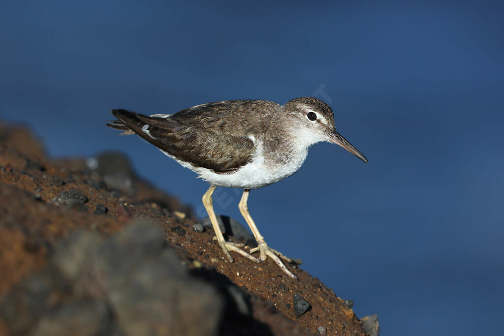 Spotted Sandpiper
