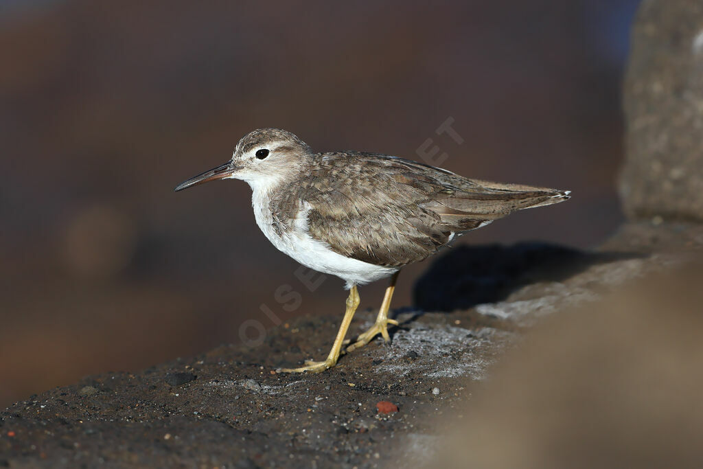 Chevalier grivelé, identification