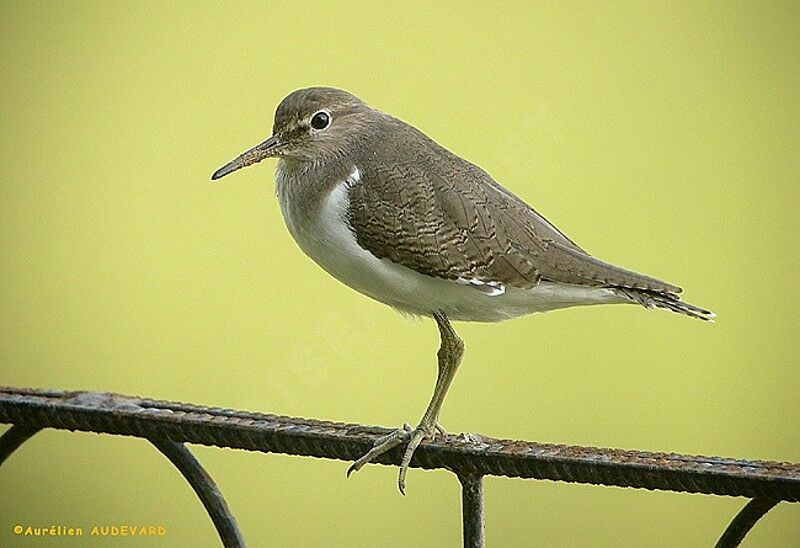 Common Sandpiper