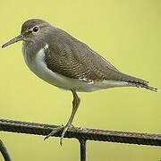 Common Sandpiper