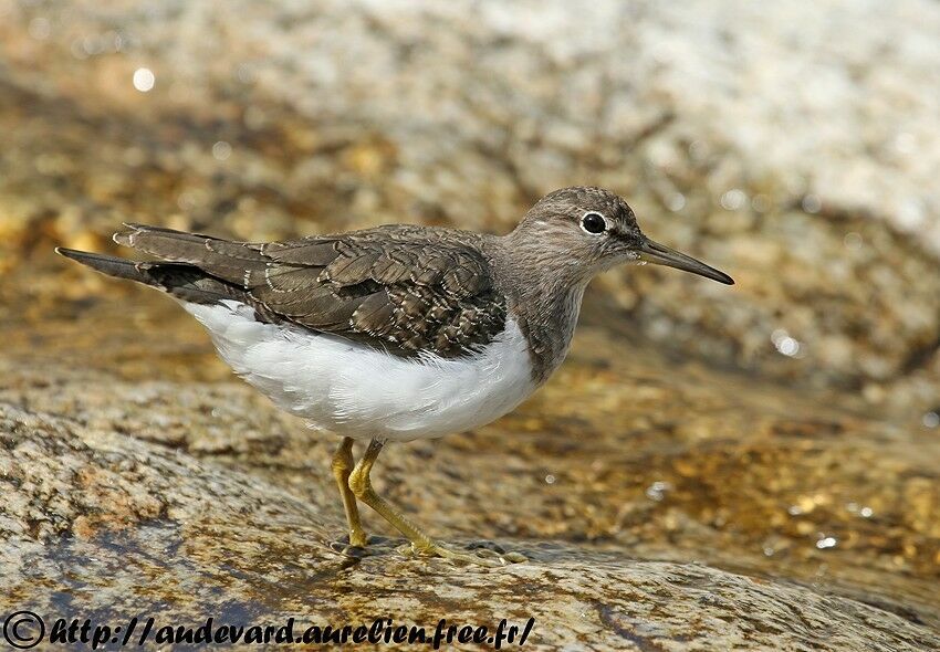 Common Sandpiper