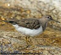 Common Sandpiper