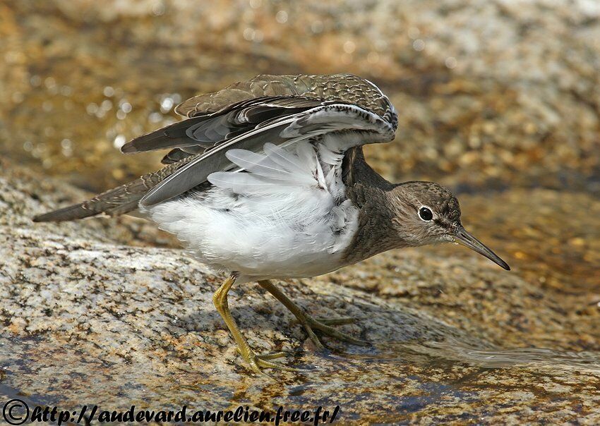 Common Sandpiper