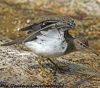 Common Sandpiper