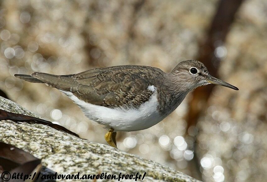 Common Sandpiperadult post breeding