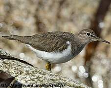 Common Sandpiper