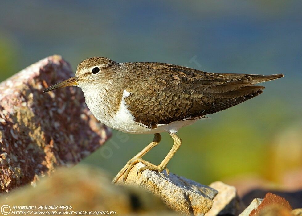 Common Sandpiper