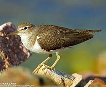 Common Sandpiper