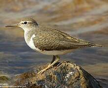 Common Sandpiper