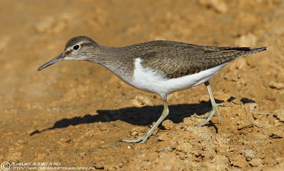 Common Sandpiper