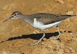 Common Sandpiper