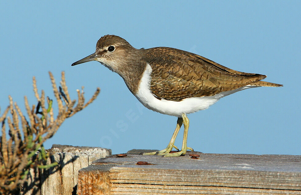 Common Sandpiper