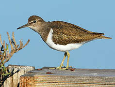 Common Sandpiper