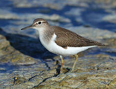 Common Sandpiper