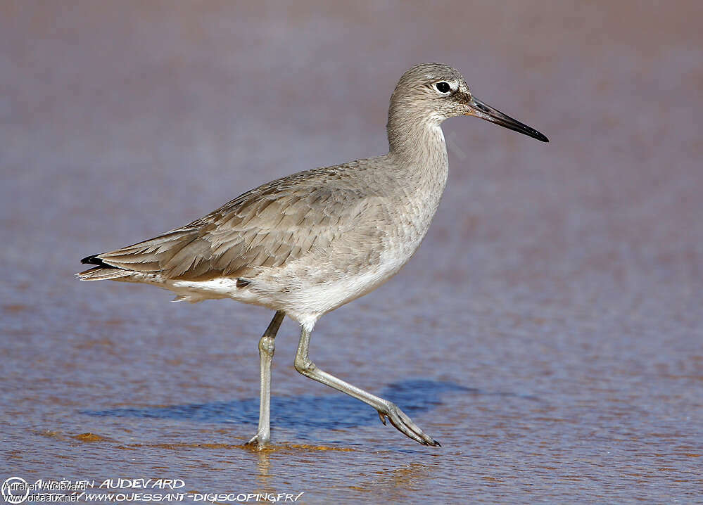 Willetadult post breeding, identification