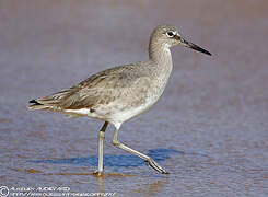 Willet