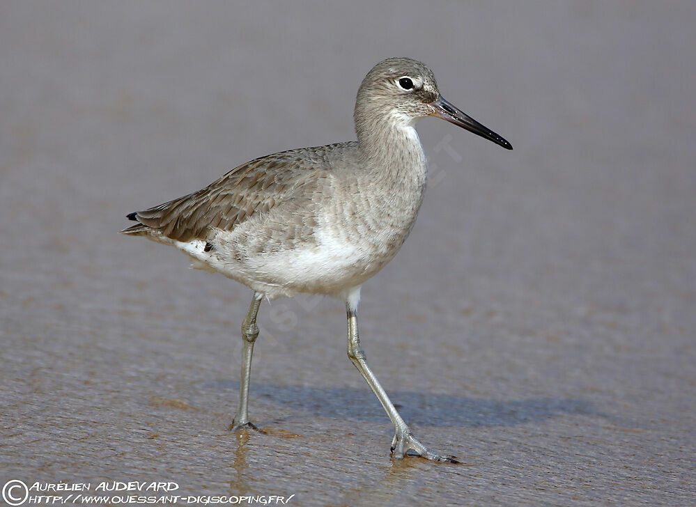 Willet