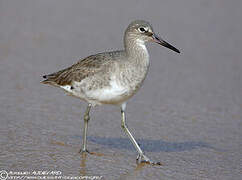 Willet