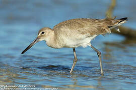 Willet