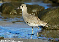 Willet