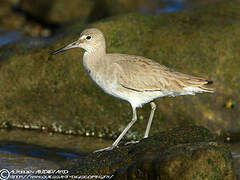 Willet