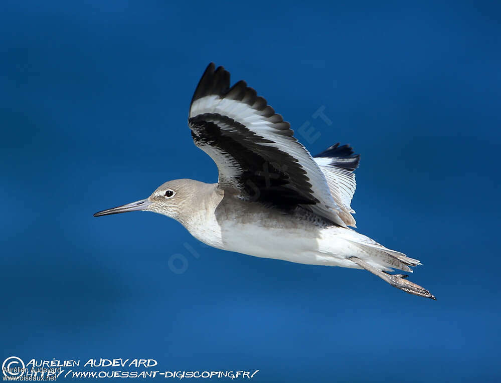 Willetadult post breeding, pigmentation, Flight