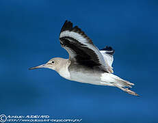 Willet