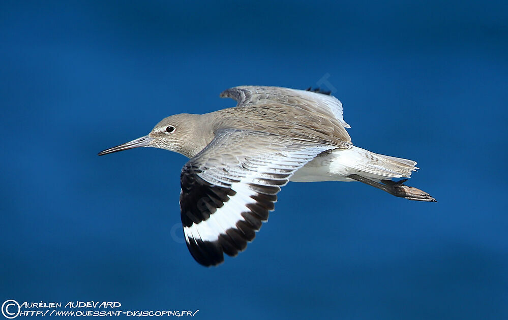 Willet, Flight