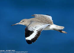 Willet