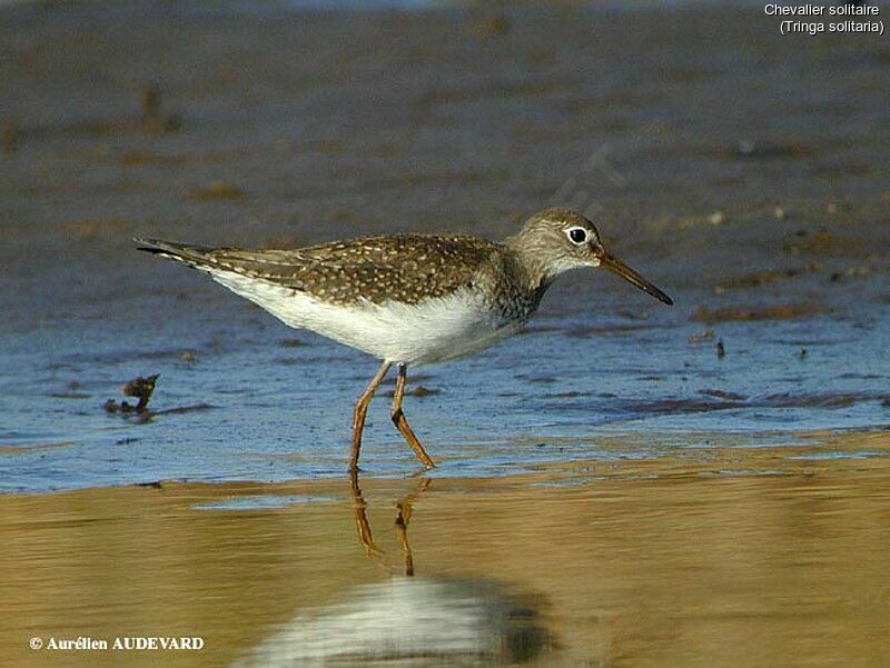 Solitary Sandpiper