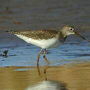 Solitary Sandpiper