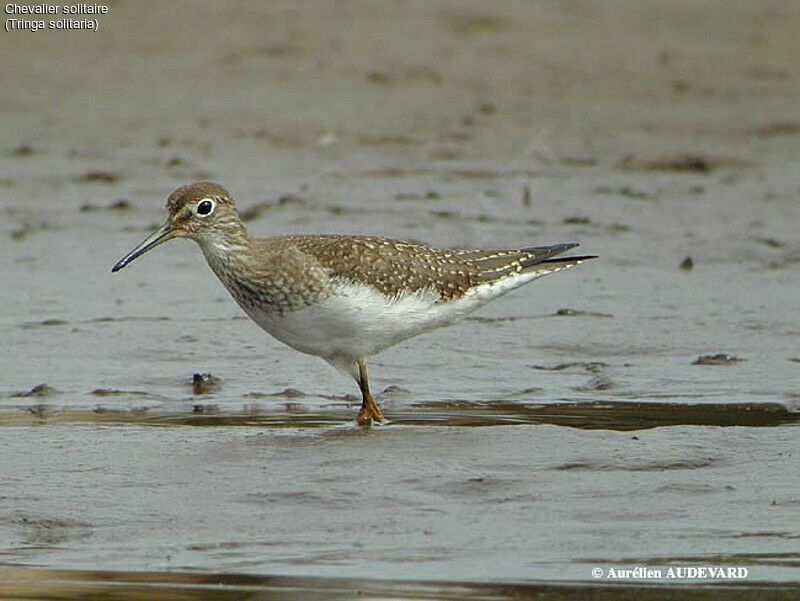 Solitary Sandpiper