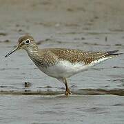 Solitary Sandpiper