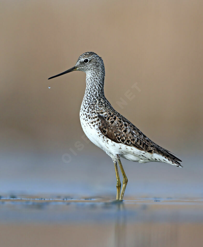 Marsh Sandpiperadult, identification