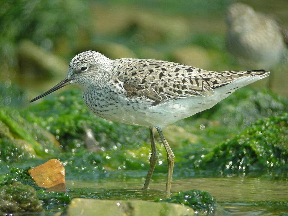 Marsh Sandpiperadult breeding, close-up portrait